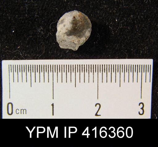 Lingulodiscina missouriensis