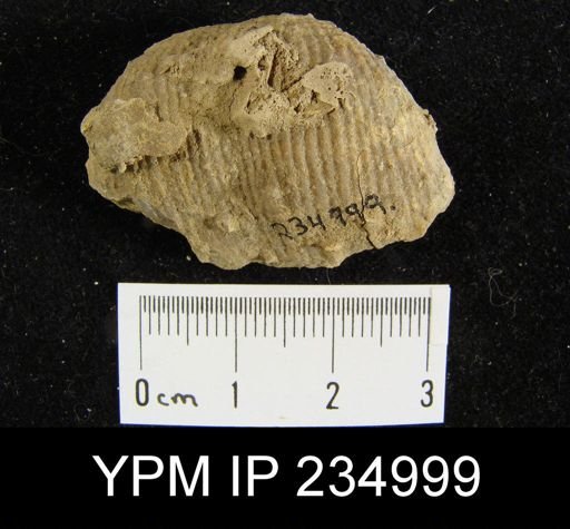 Marginifera lasallensis