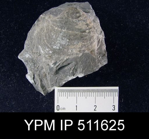 Pustula