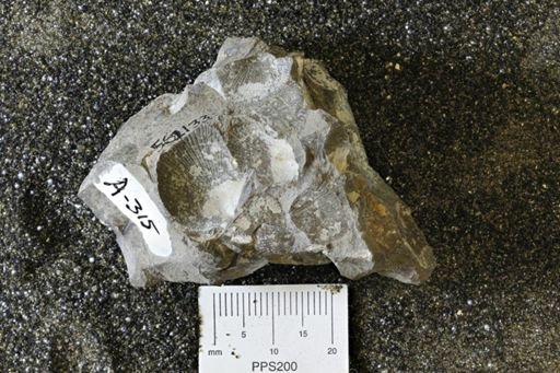 Oxytoma (Hypoxytoma) nebrascana