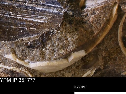 Limopsis striatopunctatus