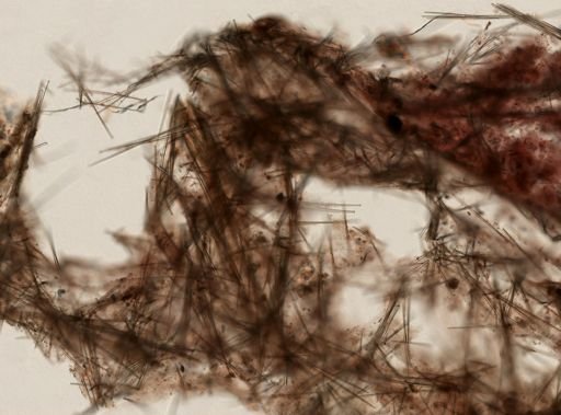 Desmacella infundibuliformis