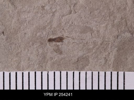 Diptera