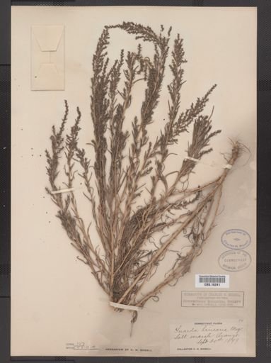 Suaeda linearis