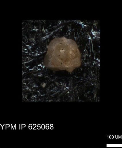 undet. Foraminiferida