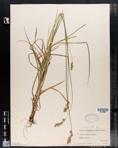 Carex foenea