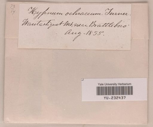 Hygrohypnum ochraceum