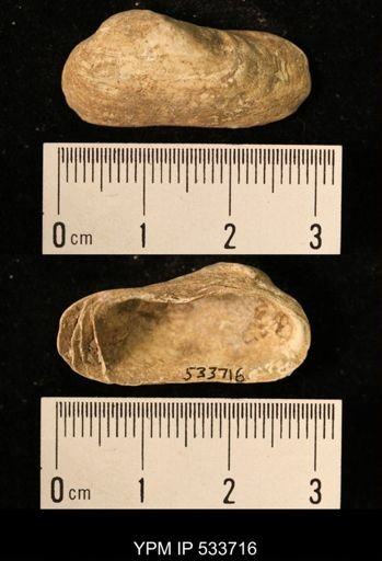 Hiatella arctica