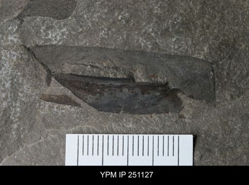undet. Eurypterida