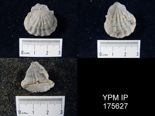 Meekella sp.