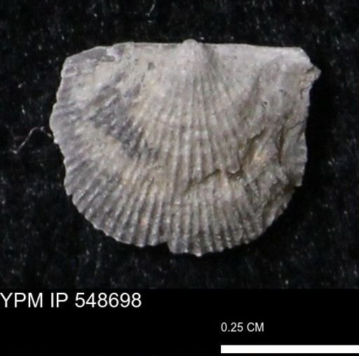 Stropheodonta perplana
