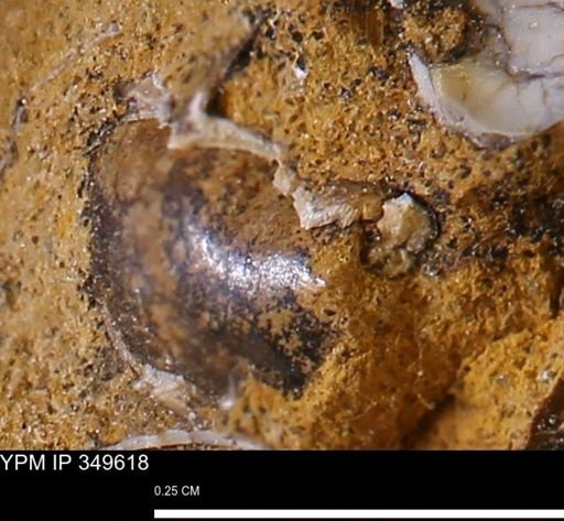 undet. Mollusca