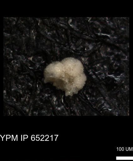 undet. Rugoglobigerinidae