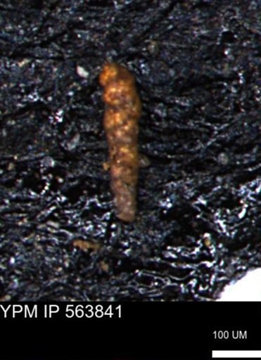 Verneuilinoides kansasensis