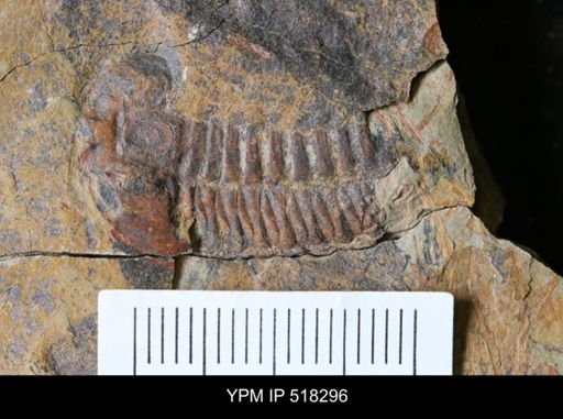 undet. Trilobita