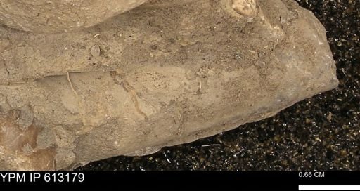 Baculites sp.