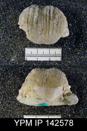 Productus (Dictyoclostus) indicus