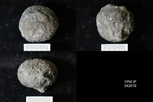 Dolatocrinus sp.