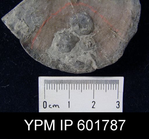 Crania scabiosa