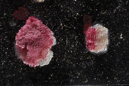 Hippoporina sertata