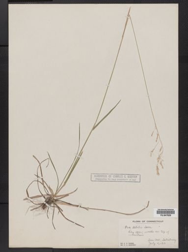 Poa languida