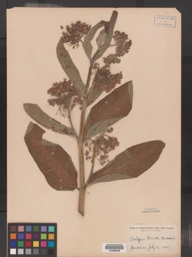 Asclepias syriaca