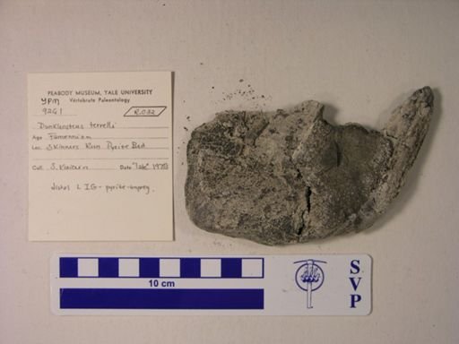 Dunkleosteus terrelli