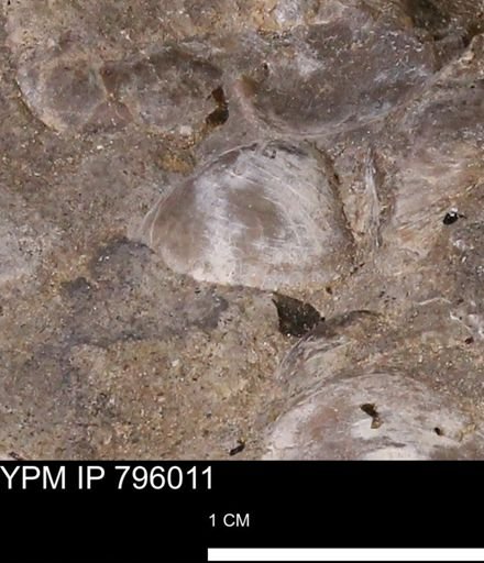 undet. Bivalvia