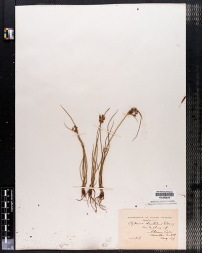 Cyperus dentatus