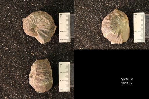 Scaphitidae