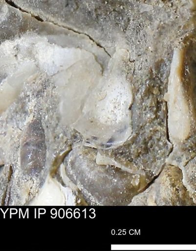 undet. Mollusca