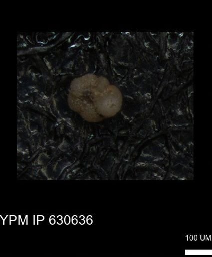 undet. Foraminiferida