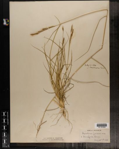 Plantae