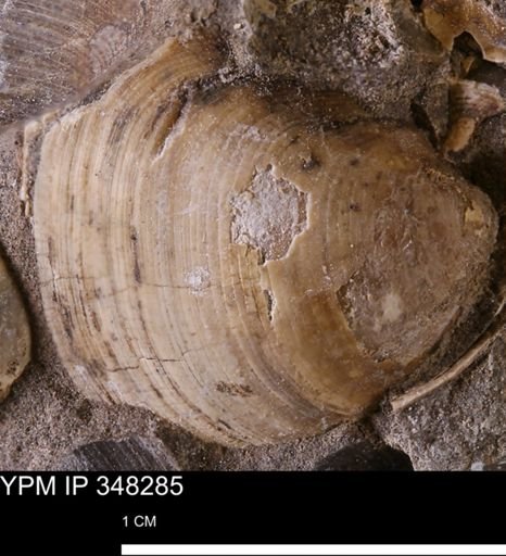 Limopsis striatopunctatus