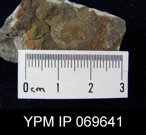 Megamyonia nitens