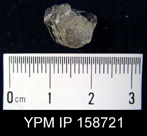 Chonetes primigenius