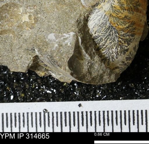 undet. Mollusca