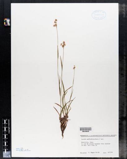 Luzula multiflora
