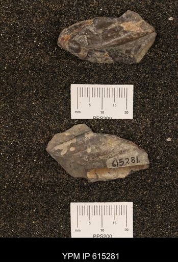 Baculites sp.