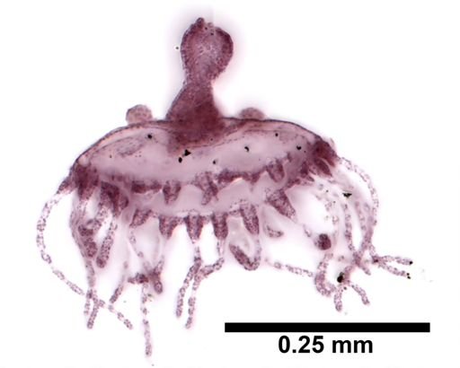 Obelia