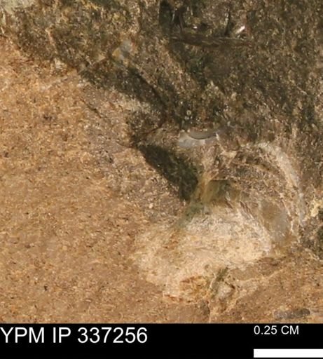 undet. Mollusca