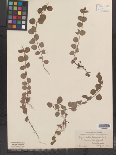 Lysimachia nummularia