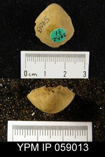 Meristella laevis