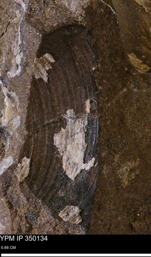 Limopsis striatopunctatus