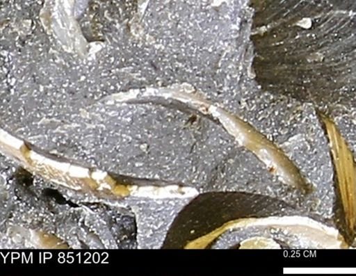 Limopsis striatopunctatus