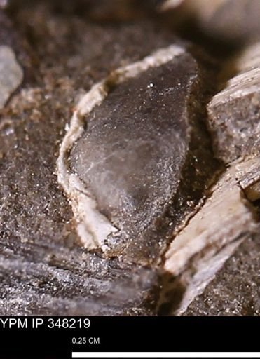 undet. Bivalvia
