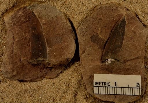 Lepidostrobus