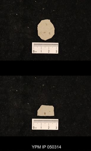 undet. Hexapoda