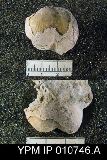 Productus schucherti