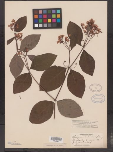 Apocynum androsaemifolium